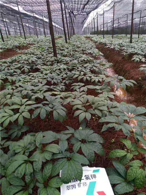 磷酸二氫鉀，安碧解，