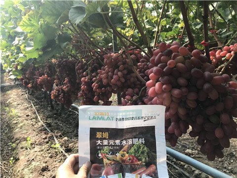 水溶肥，拉姆拉