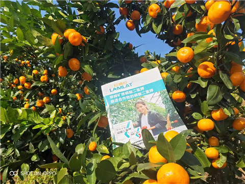 磷酸二氫鉀，硼肥，拉姆拉