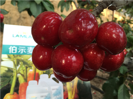 生根劑，微生物菌劑，拉姆拉，伯示麥