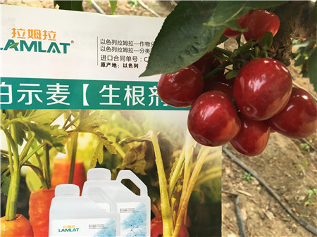 生根劑，微生物菌劑，拉姆拉，伯示麥