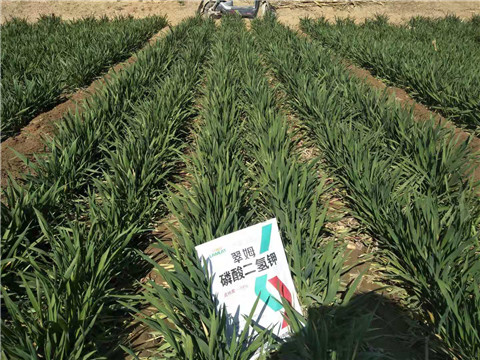 磷酸二氫鉀，葉面肥，拉姆拉