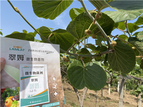 微生物菌劑，拉姆拉