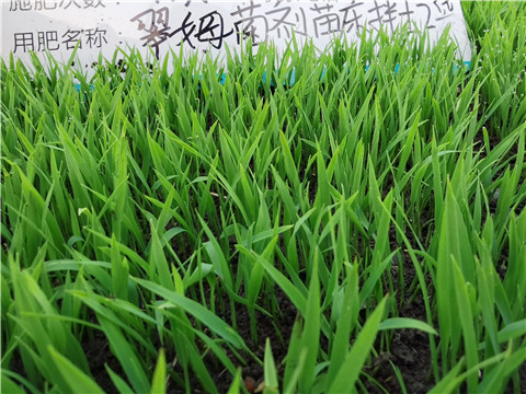 微生物菌劑，拉姆拉