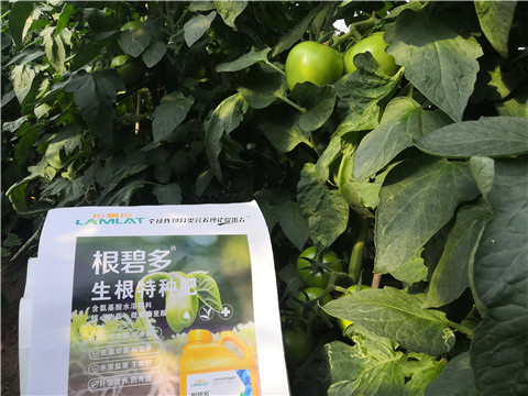 根碧多，拉姆拉