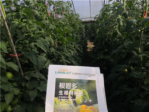 根碧多，拉姆拉