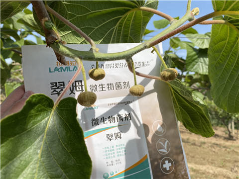 微生物菌劑，拉姆拉