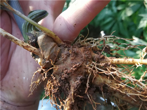 微生物菌劑，翠姆，拉姆拉