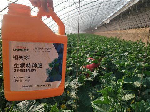 根碧多，拉姆拉