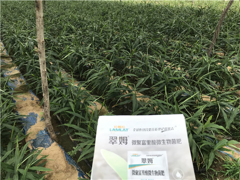 微生物菌劑，翠姆，拉姆拉