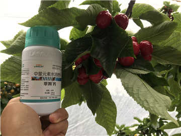 鈣肥，拉姆拉，翠姆