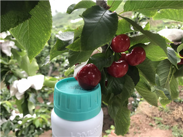 鈣肥，拉姆拉，翠姆