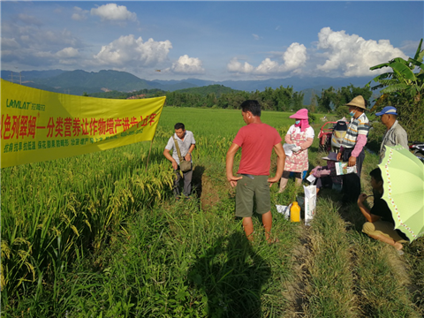 葉面肥，水稻灌漿肥，拉姆拉