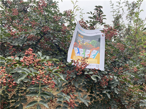 花椒種植，大量元素水溶肥，翠姆