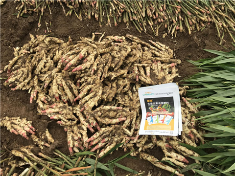 水溶肥，磷酸二氫鉀