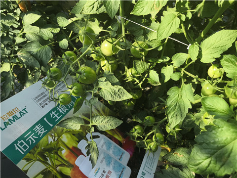 水溶肥，拉姆拉