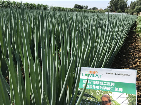 進(jìn)口水溶肥品牌，拉姆拉，翠姆