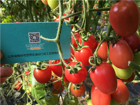 進(jìn)口水溶肥，翠姆，拉姆拉