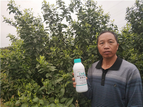 硼肥，拉姆拉，翠姆