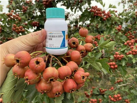 葉面肥，翠姆，拉姆拉