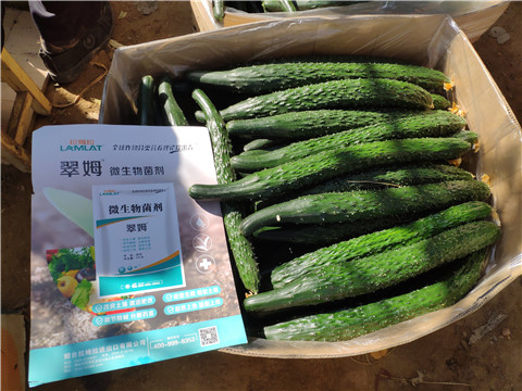 葉面肥，安碧解，除草劑藥害