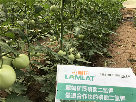 進(jìn)口水溶肥，拉姆拉，翠姆