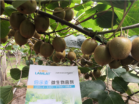 微生物菌劑，生根劑，伯示麥，拉姆拉