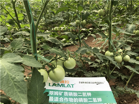 磷酸二氫鉀，拉姆拉，翠姆