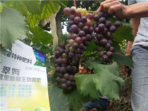 微生物菌劑，拉姆拉，翠姆