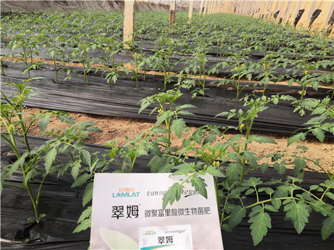 水溶肥，拉姆拉，翠姆