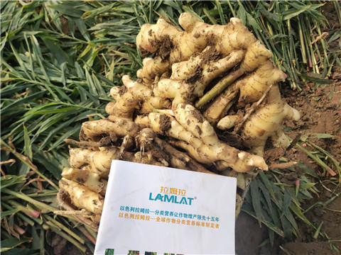 水溶肥，拉姆拉，翠姆