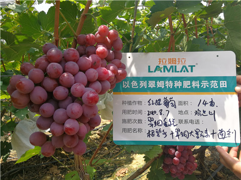 進(jìn)口水溶肥，拉姆拉，翠姆