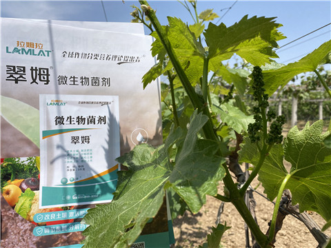 微生物菌劑，拉姆拉，翠姆