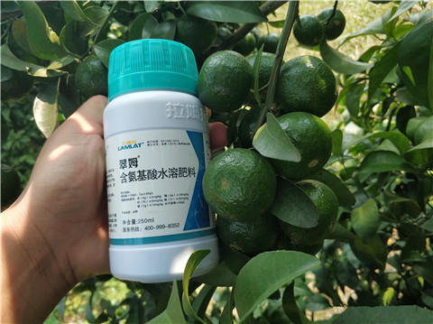 葉面肥，拉姆拉，翠姆