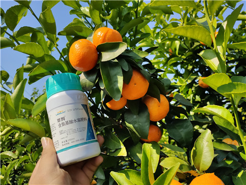 葉面肥，拉姆拉，翠姆