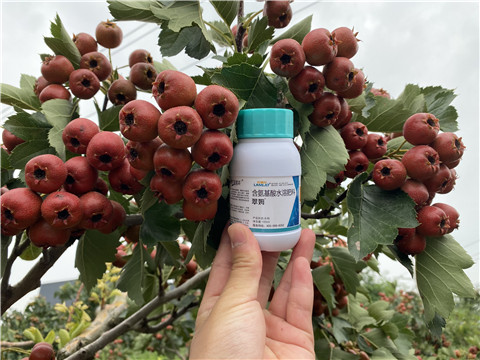 葉面肥，拉姆拉，翠姆