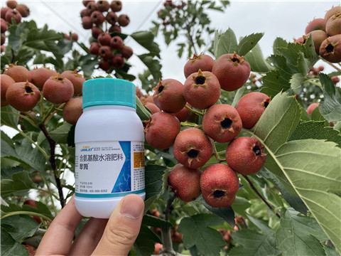 葉面肥，拉姆拉，翠姆