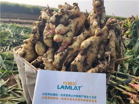 進口水溶肥，拉姆拉，翠姆