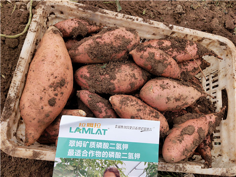 進口水溶肥，拉姆拉，翠姆