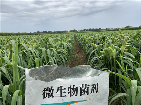 微生物菌劑，拉姆拉，翠姆