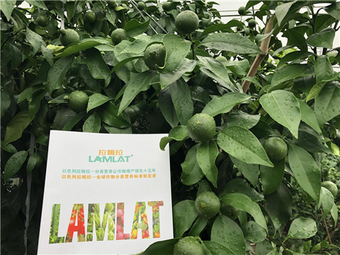 水溶肥，拉姆拉，翠姆