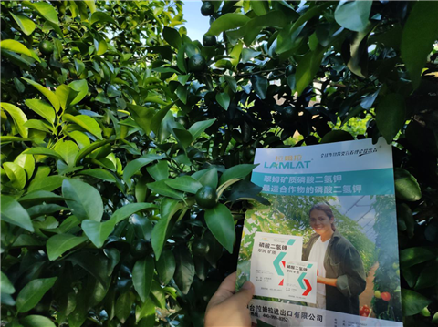 水溶肥，拉姆拉，翠姆