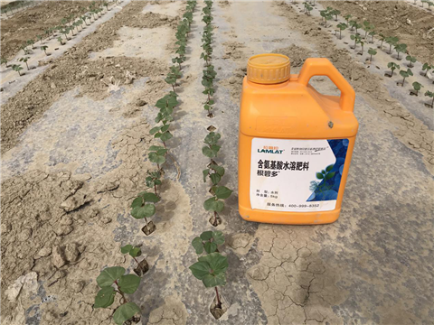 水溶肥，拉姆拉，翠姆