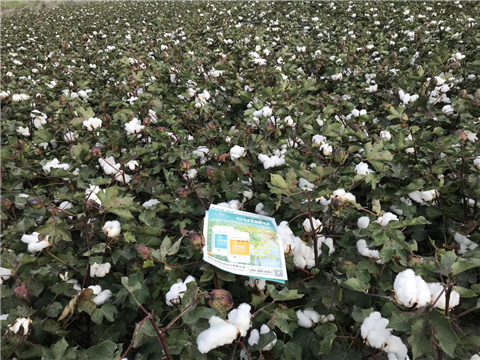 水溶肥，拉姆拉，翠姆