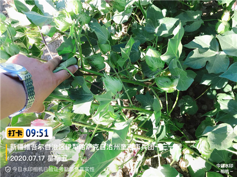 水溶肥，拉姆拉，翠姆