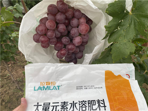 大量元素水溶肥，拉姆拉，翠姆