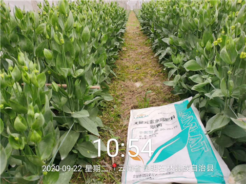 大量元素水溶肥，拉姆拉，翠姆