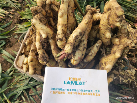 水溶肥，拉姆拉，翠姆