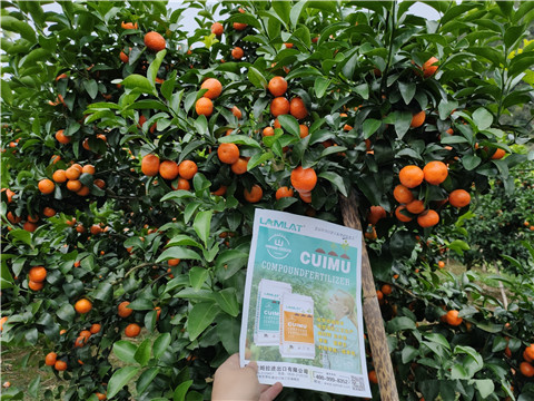 顆粒水溶肥，拉姆拉，翠姆