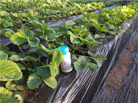 葉面肥，拉姆拉，翠姆